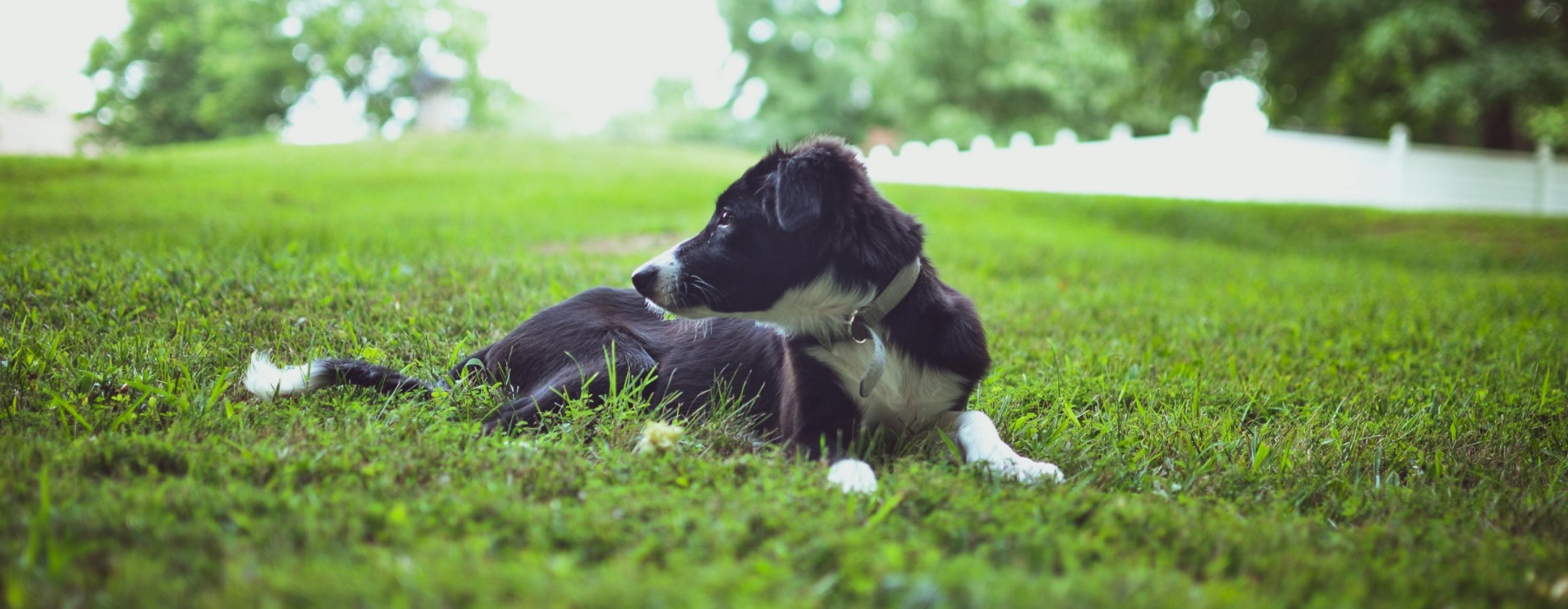 apartments-pet-friendly-yards